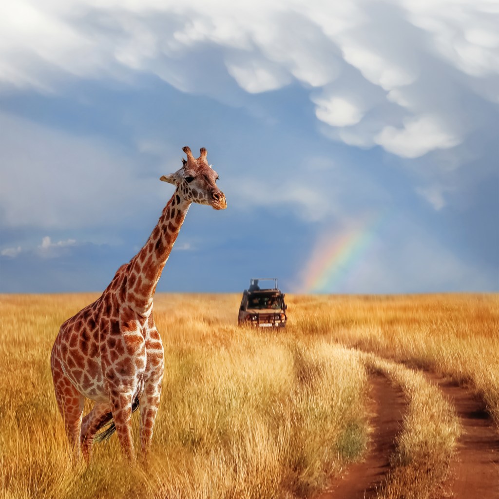 Giraffe in golden grassland with safari vehicle and rainbow in the background, symbolizing luxury wildlife experiences in Africa.