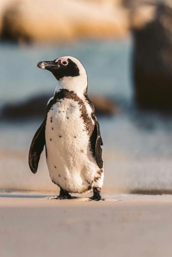 African penguin standing on a sandy beach, showcasing unique black and white plumage against a blurred coastal background, symbolizing wildlife experiences in luxury African safaris.