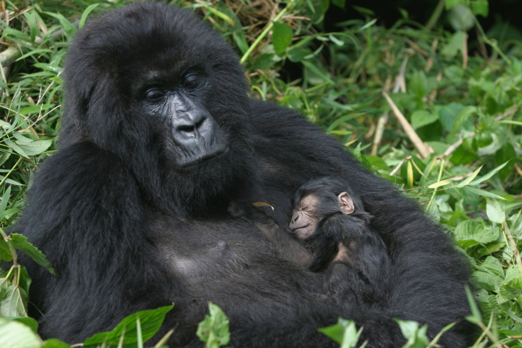 Gorilla mother and baby resting in lush greenery, symbolizing wildlife experiences in Rwanda for luxury safaris with Explorest Travel.