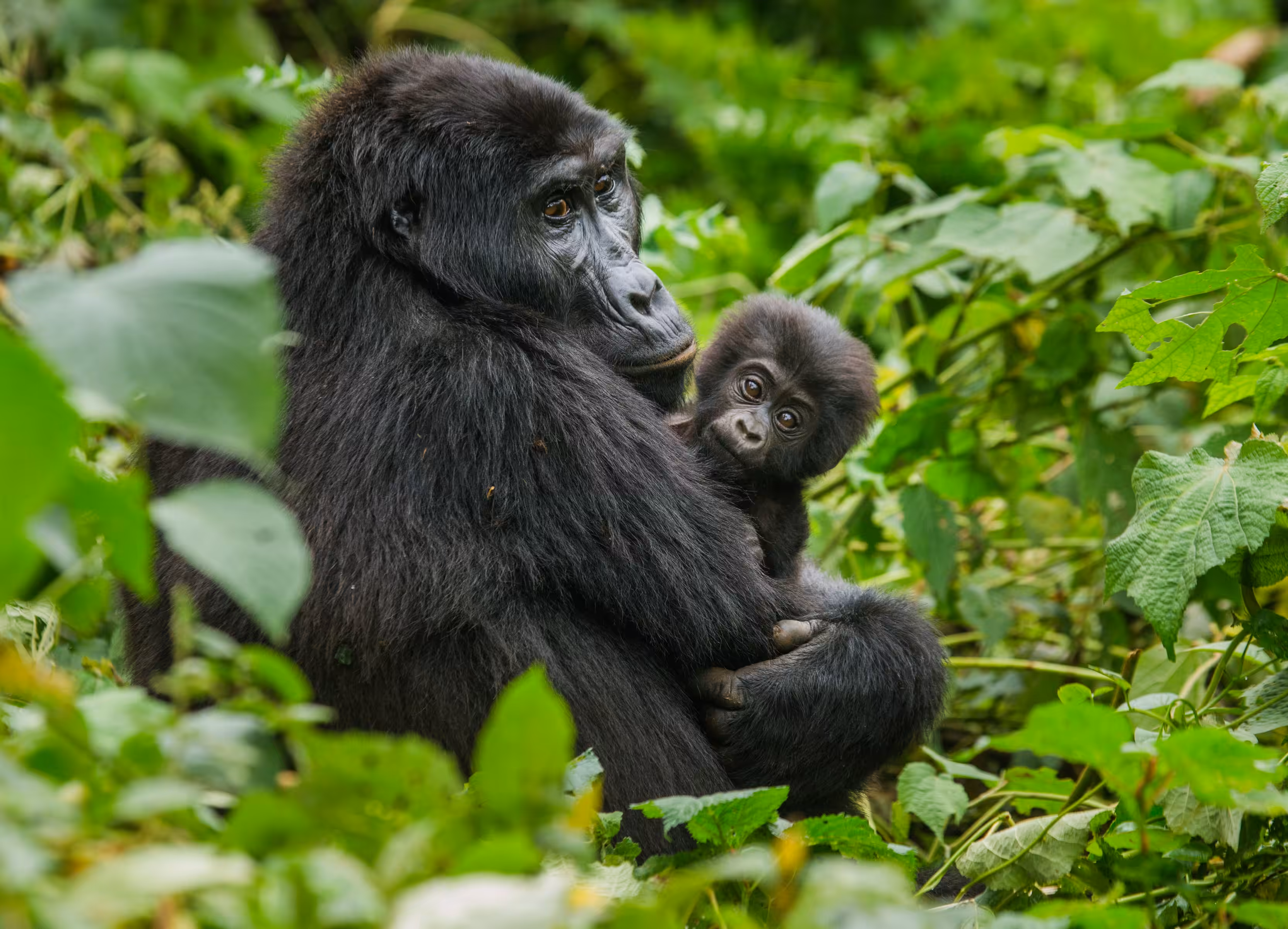Bwindi Impenetrable National Park