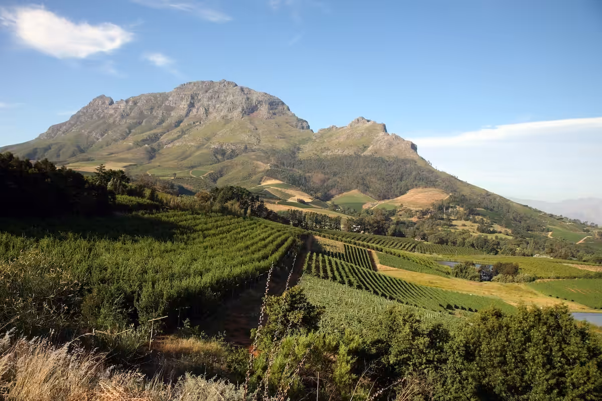 Cape Winelands